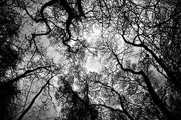 Synapse_3