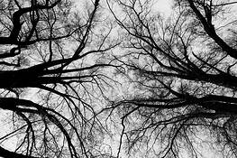 Synapse_5