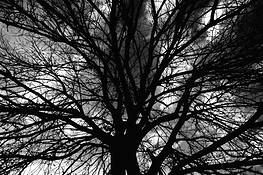 Veins_1