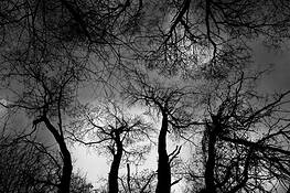 Veins_2