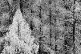 Late_autumn_early_snow_05