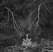 Birch_trees_and_pine