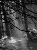 Winter_mist