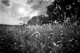 Wild_flowers