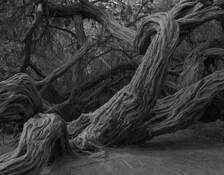 Stow_lake_11