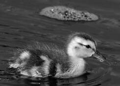 Duckling