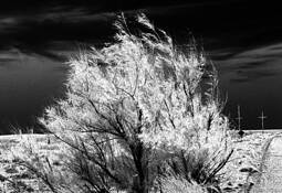 Burning_bush