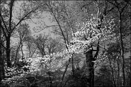 Canopy_of_dogwood