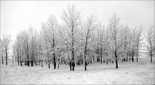 Woodland_wonder