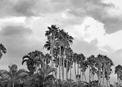 Palm_farm