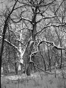 Rock_run_creek_in_winter_5