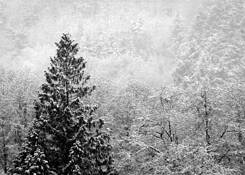 Blizzard