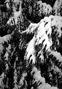 Snowy_cedar