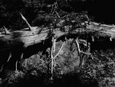 Sticks_and_stones_10