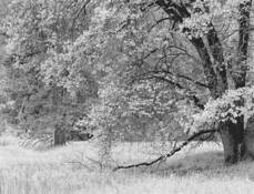 Black_oak_branches
