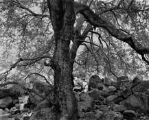 Cascad_creek_oak