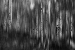 Aspens_in_october