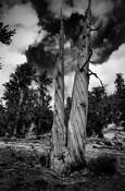 Twisted_bristlecone