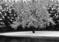 Apple_tree_in_snow