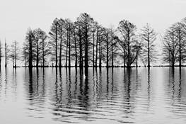 Bald_cypress_tundra_swan