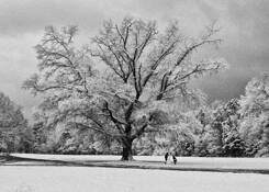 Winter_oak_5