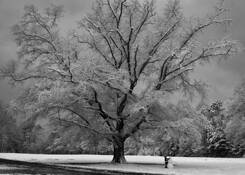 Winter_oak