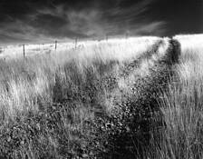 Wagon_trail