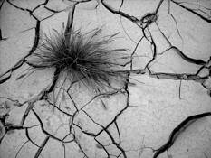 Cracked_earth
