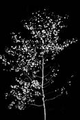 Aspen