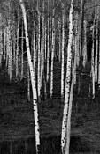 Untitled_1