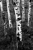 Untitled_4