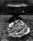 Cemetary__6