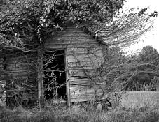 Vine_covered