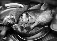 Bream