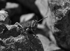 Alpine_grasshopper