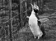 Dont_fence_me_in