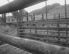 Cattle_farm