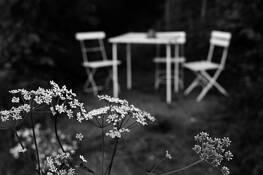 The_garden_3