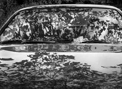 Car_and_sycamore