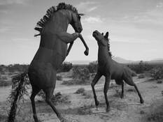 Anza_borrego_desert