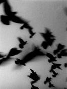 Flying_birds