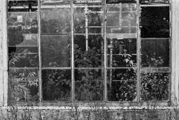 Greenhouse_3