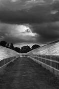 Greenhouse_5