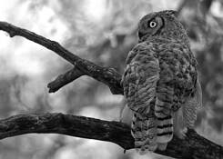 Watchful_eye
