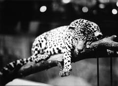 Leopard_in_paris