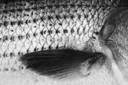 Striper