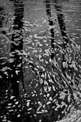 Somesville_pond_no_5