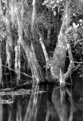 Cypress_hammock