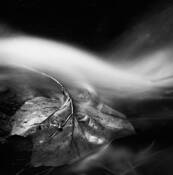Stream_and_leaf_1