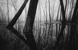 Fog_9